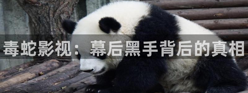 冀州麦田影城电影查询